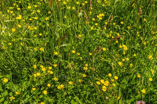 Flores amarillas en la hierba — Foto de Stock