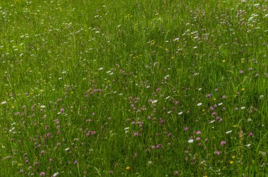 doğada renkli çiçek çayır