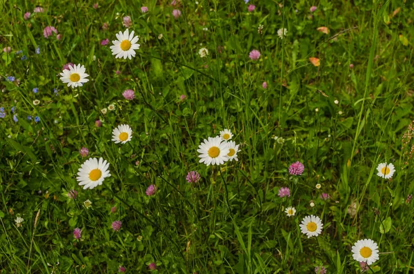 Kamilla virágzik a fűben — Stock Fotó