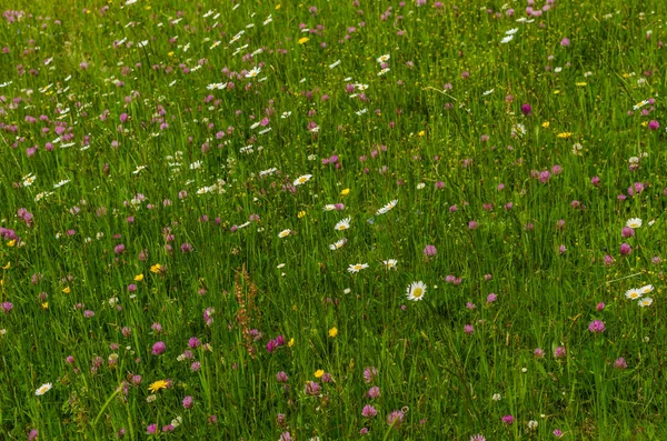 Diferentes flores en la hierba fresca — Foto de Stock