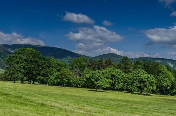 Bäume Wiese und Berge — Stockfoto