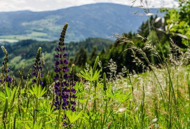Doğada farklı bitkiler