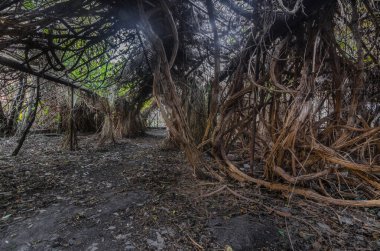 Eski serada kalın lianalar