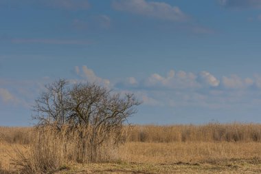 Arazide ağaçla birlikte Reed