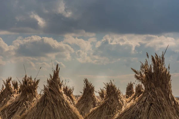 Reed köteg felhőkkel az égen — Stock Fotó