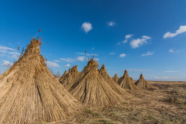 Reed bundle in the landscape panorama — Stock Photo, Image