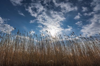 Mavi gökyüzü ile sazlık