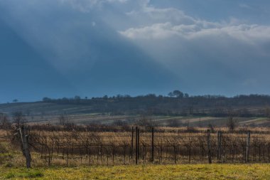 Kırsalda üzüm bağları olan güneş ışınları