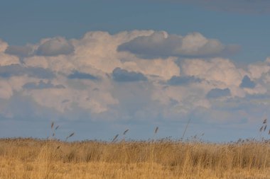 Göl kenarındaki sazlıkla manzara