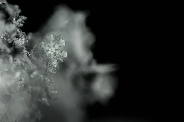 黑色细节上美丽的单雪晶 — 图库照片