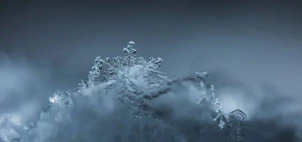 Разносторонний снежный кристалл на серой панораме — стоковое фото