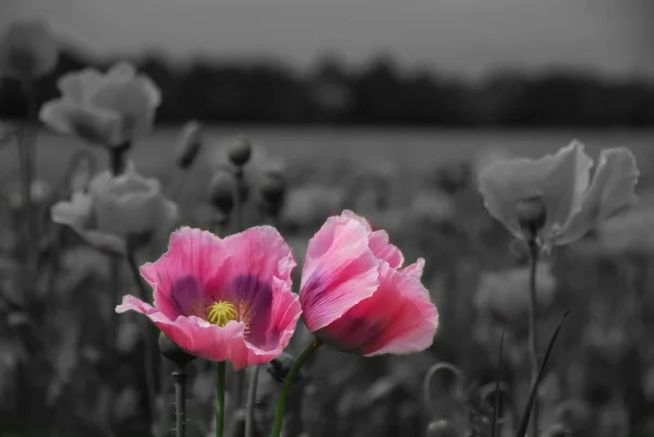 Hermosas flores de amapola rosa con fondo gris — Foto de Stock