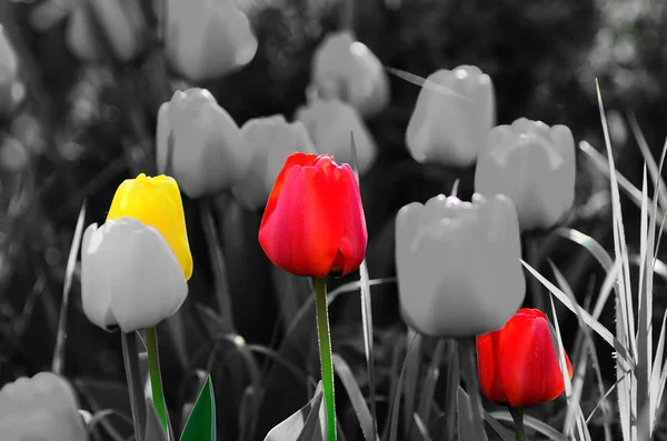 Tulipanes parcialmente coloridos en el jardín con gris — Foto de Stock