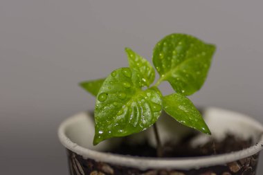 Damlalı taze biber.