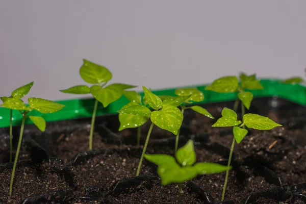 Plantas jóvenes de chile en la primavera —  Fotos de Stock