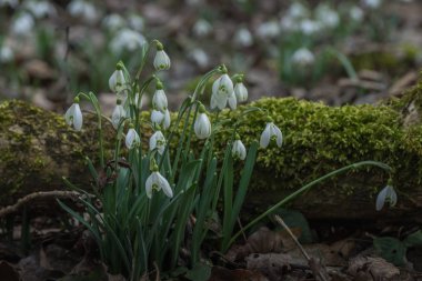 Bir yerde çok kar damlası var.