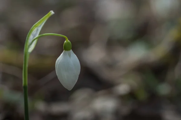 Kapalı bir kar damlasının çiçeği — Stok fotoğraf