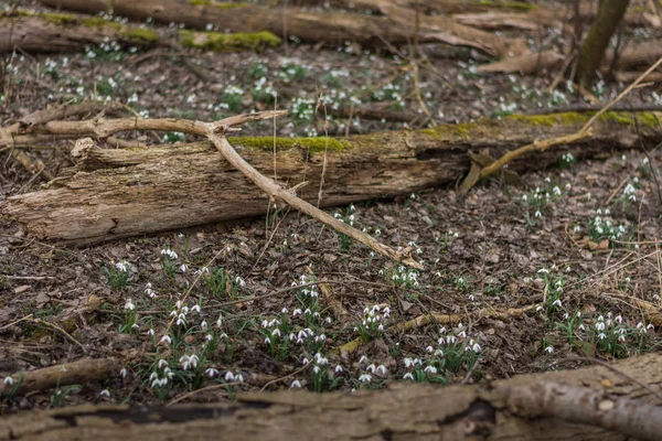 Muitas gotas de neve frescas no chão da floresta — Fotografia de Stock