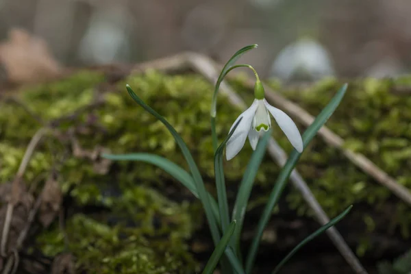 Única flor de gotas de neve — Fotografia de Stock