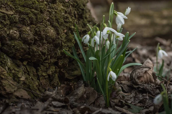 Gotas de nieve cerca de un árbol en el bosque — Foto de Stock