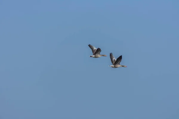 Dois gansos selvagens em voo no céu — Fotografia de Stock