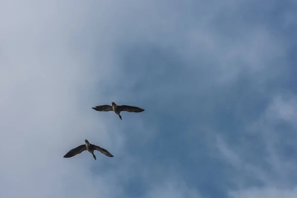 Twee wilde ganzen in de lucht — Stockfoto