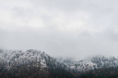 Dağlarda kar katmanı olan ağaçlar