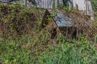 old overgrown doghouse