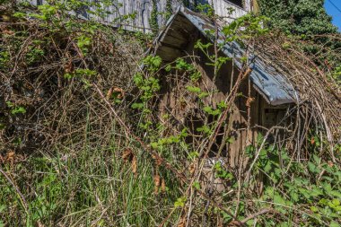 Overgrown doghouse on a ground