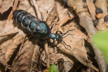 Yanardöner siyah böcek yağ böceği.