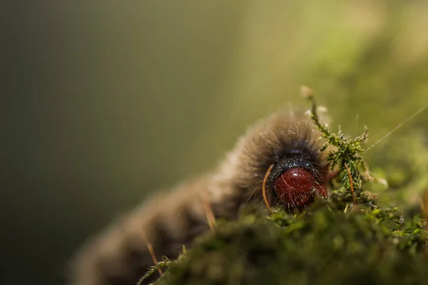 Brown caterpillar in the forest — Stock Photo, Image