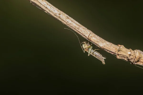 Insekt auf einem Astmakro — Stockfoto
