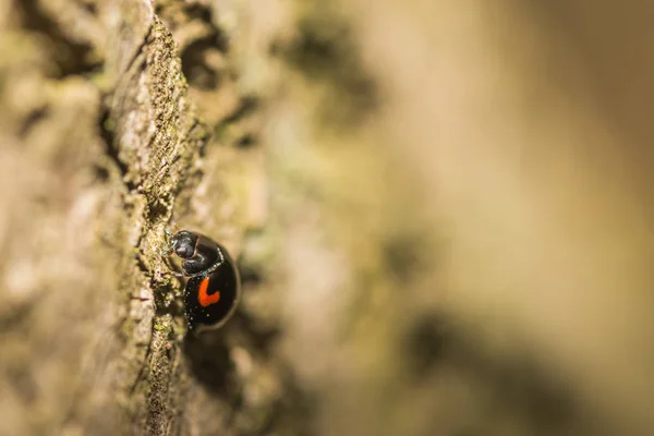 Pequeño escarabajo rojo negro en un árbol — Foto de Stock