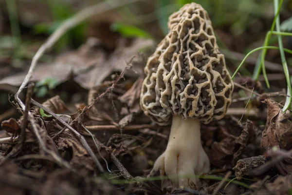 Morel in spring in a forest — Stock Photo, Image