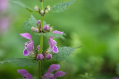 Bahar detayı görünümünde ölü ısırgan otu