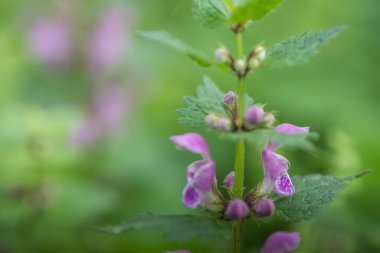Taze ölü ısırgan otu detayı görünümü