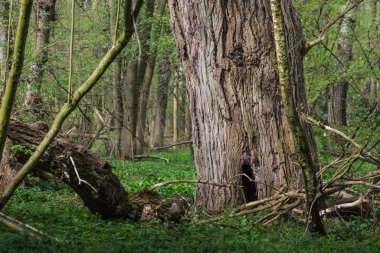 Ormandaki büyük, kalın bir ağaç.
