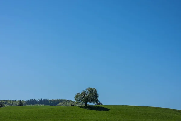 Yeşil Bir Bahar Manzarasının Ortasında Tek Bir Ağaç — Stok fotoğraf