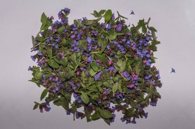 Gri arkaplanda taze akciğer otu toplandı