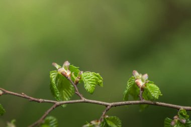 Ormanda ve baharda taze fındık filizleri
