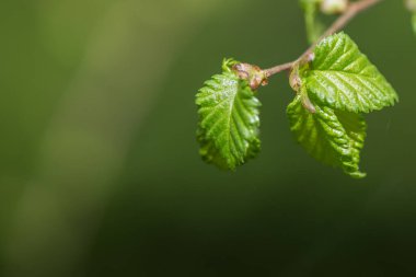 Baharda bir dalın yeşil yaprakları