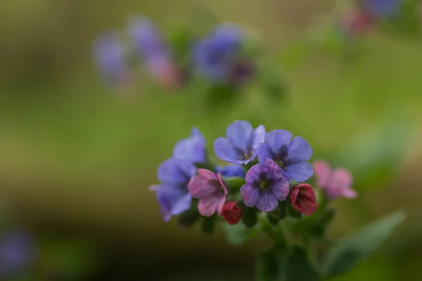 Baharda Akciğerotunun Renkli Çiçekleri — Stok fotoğraf