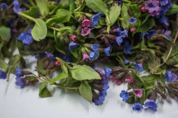 Colorido Lungwort Visão Detalhada Primavera — Fotografia de Stock