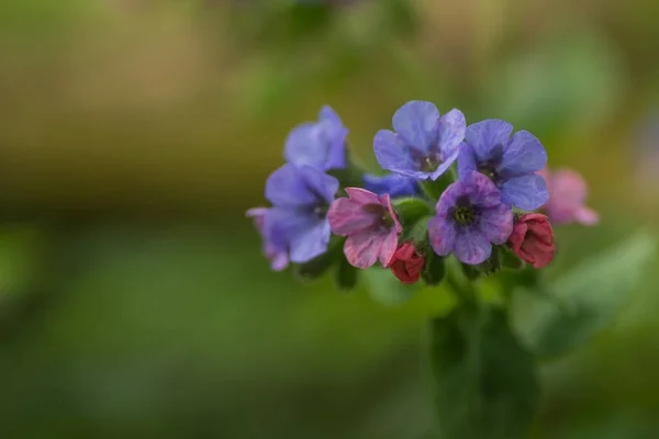 Fresh Colorful Lungwort Spring Forest — Stock Photo, Image