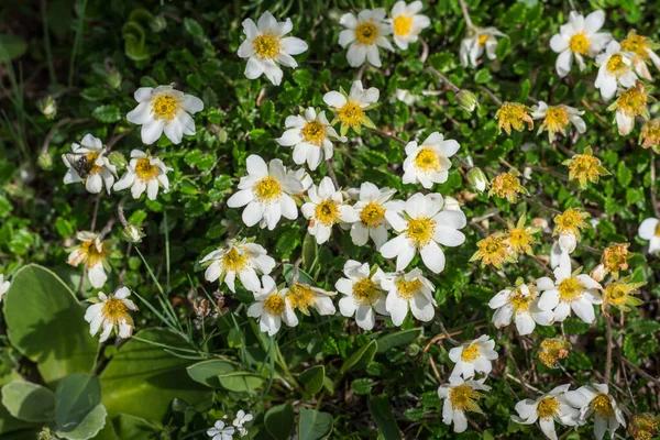 Свежие Белые Цветы Весной Лесу — стоковое фото