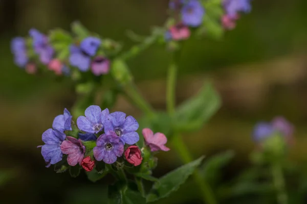 Renkli Çiçeklerle Ormanda Taze Akciğer Otu — Stok fotoğraf