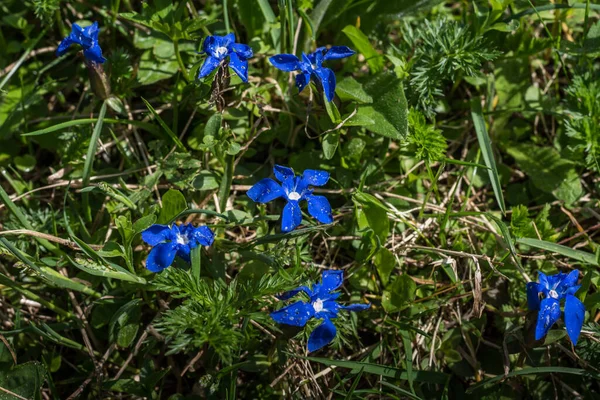 Pequenas Flores Azuis Chão Floresta Primavera — Fotografia de Stock