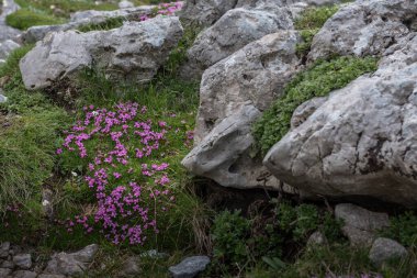 Dağlarda yürürken kayaların üzerinde mor çiçekler