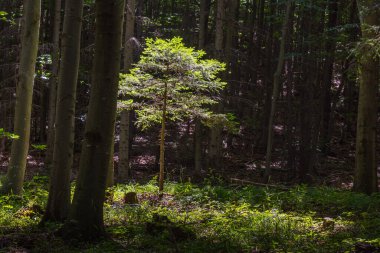 Yazın yürürken ormanda parlayan ağaç