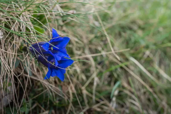 Flor Azul Com Grama Natureza Detalhe Vista — Fotografia de Stock